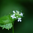 die Blumen im Wald..