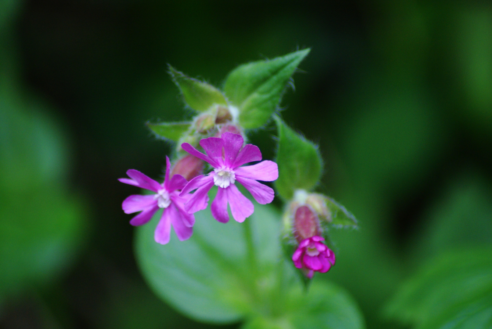 die Blumen im Wild Park weg.