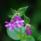 die Blumen im Wild Park weg.