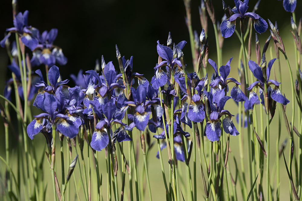 Die Blumen in Nachbars Garten