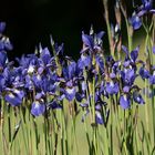 Die Blumen in Nachbars Garten