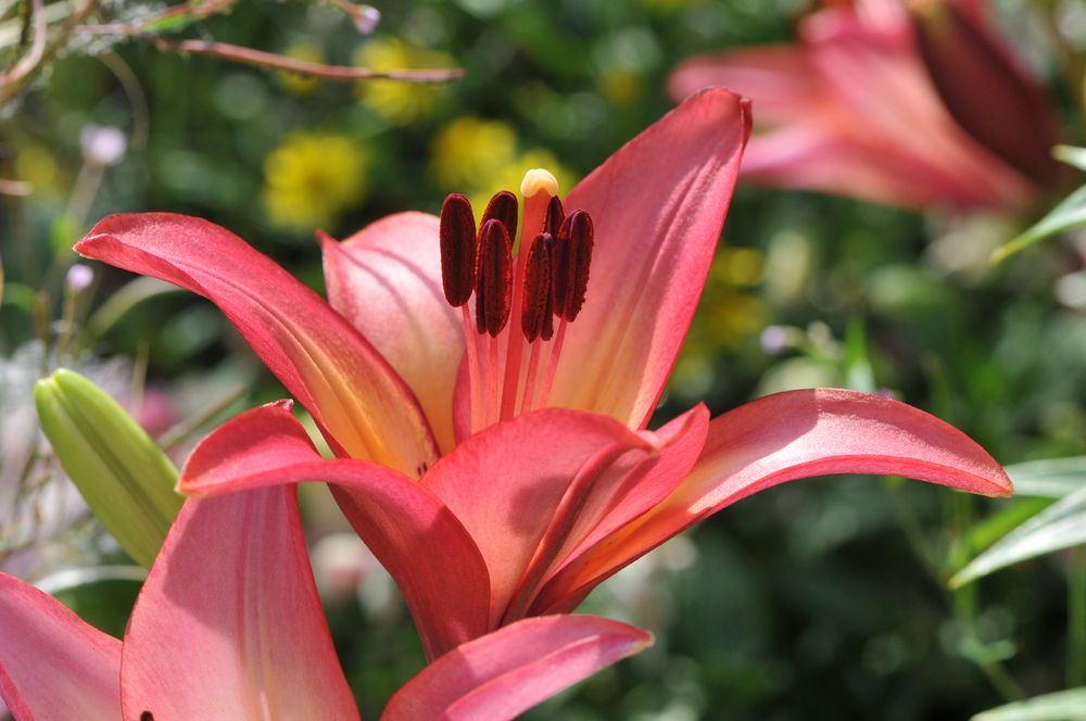 Die Blumen in Nachbars Garten