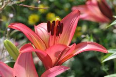 Die Blumen in Nachbars Garten