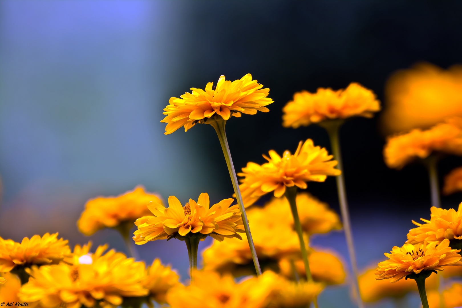 Die Blumen in Nachbar´s Garten