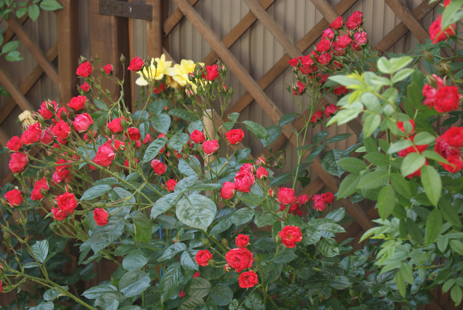 Die Blumen in Nachbarsgarten