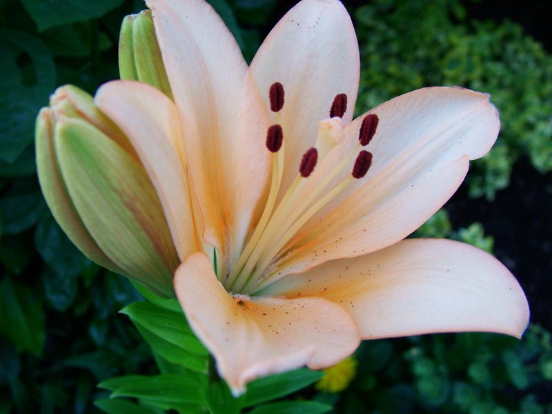 Die Blumen in unserem Garten