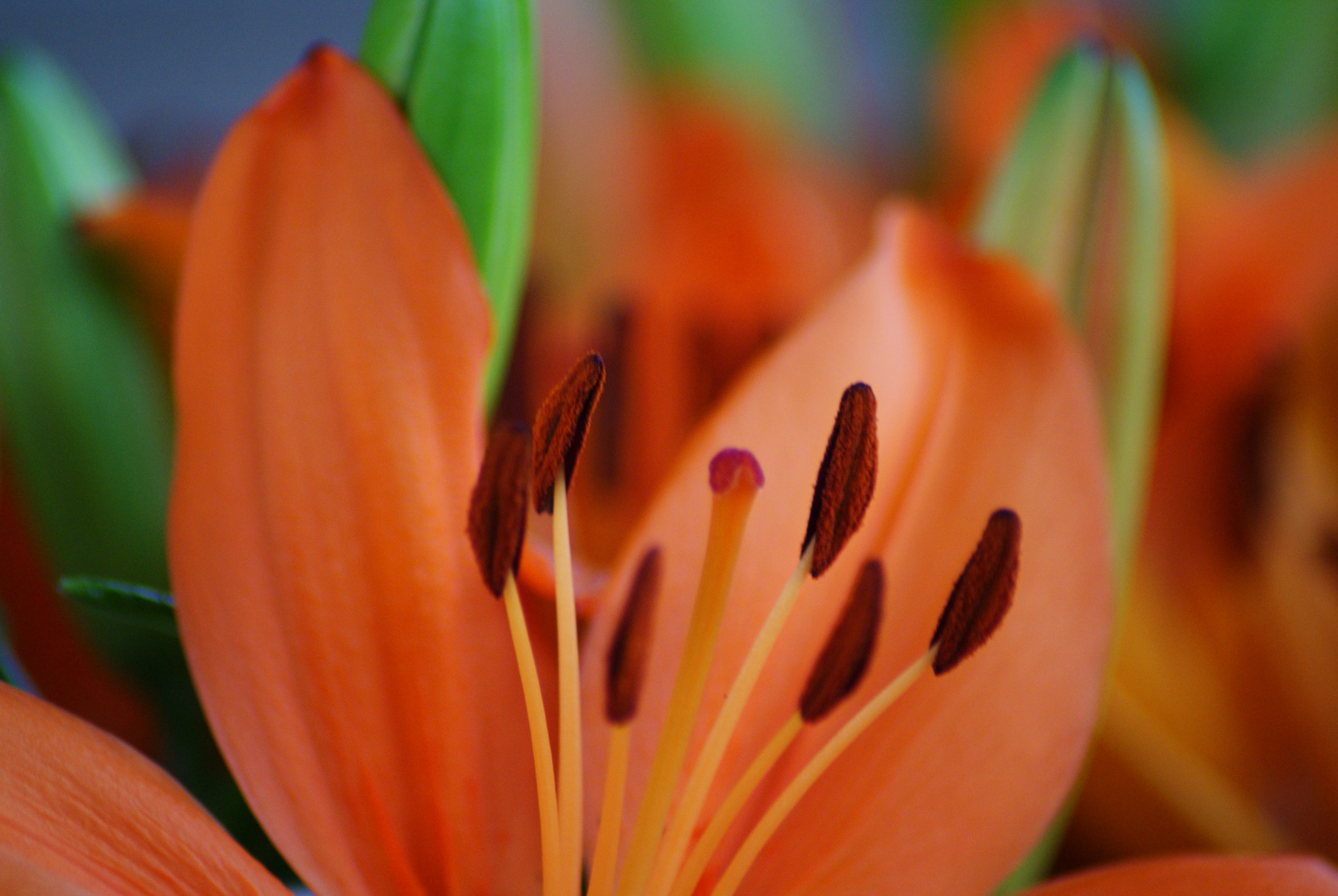 Die Blumen Keukenhof Nederlands.