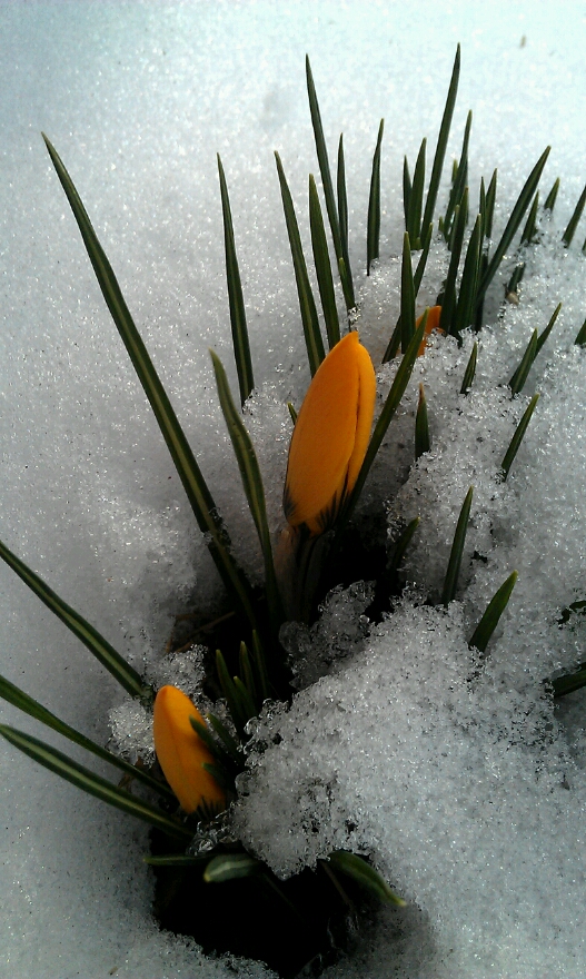 Die Blumen kommen....