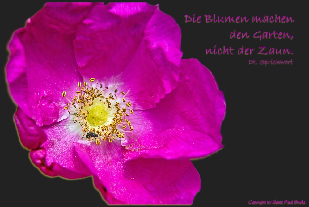 Die Blumen machen den Garten,...