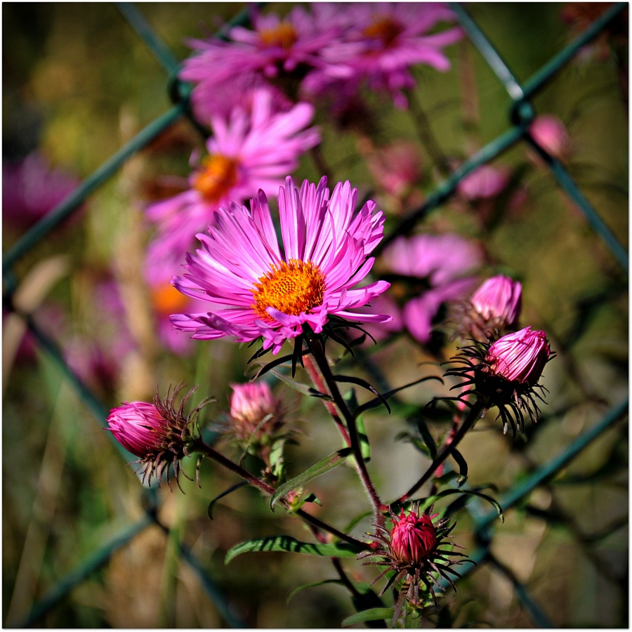 Die Blumen machen den Garten, nicht der Zaun. Foto & Bild natur