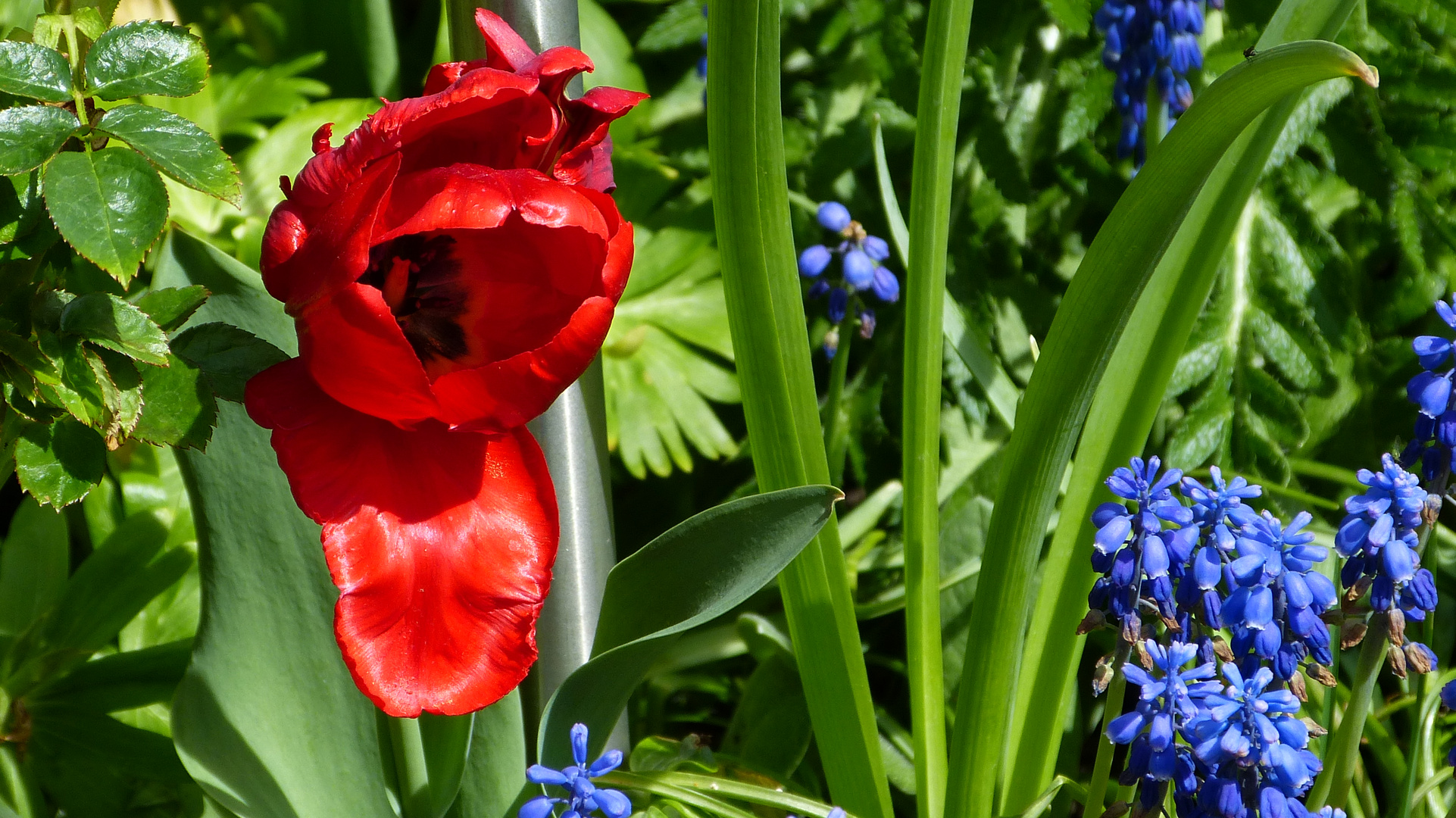 die Blumen meiner Frau.