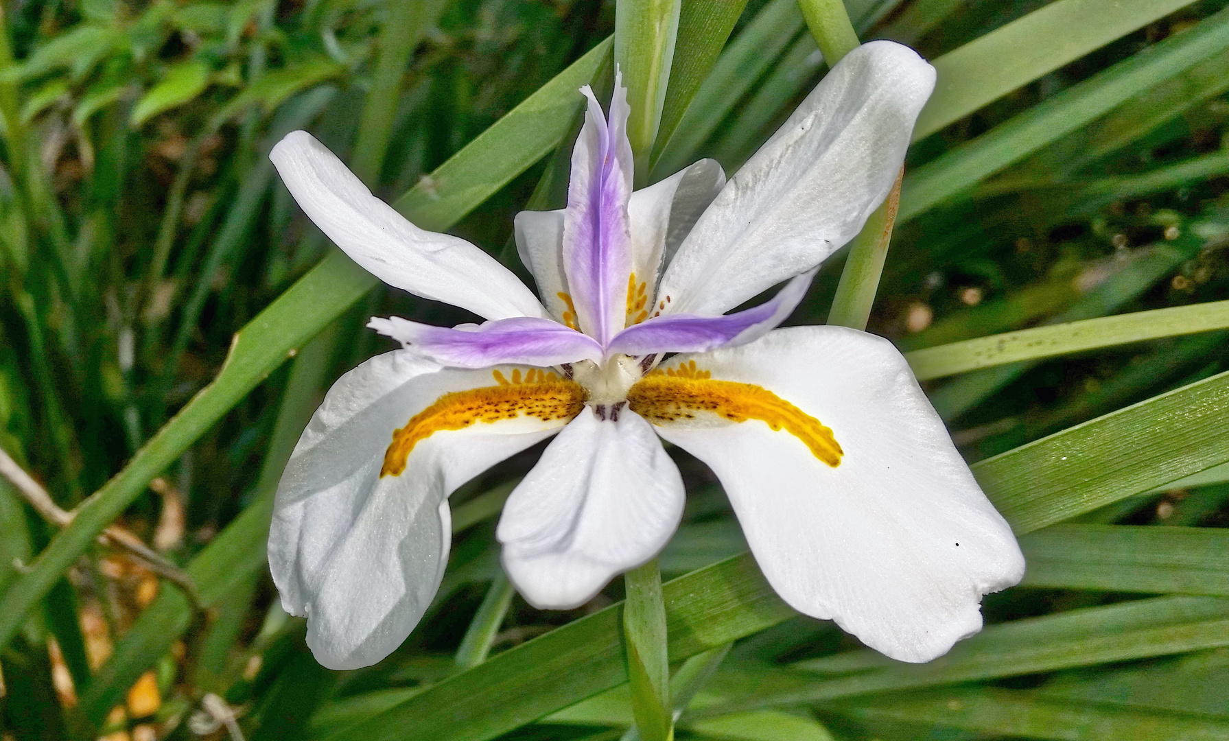 Die Blumen meiner Schweste