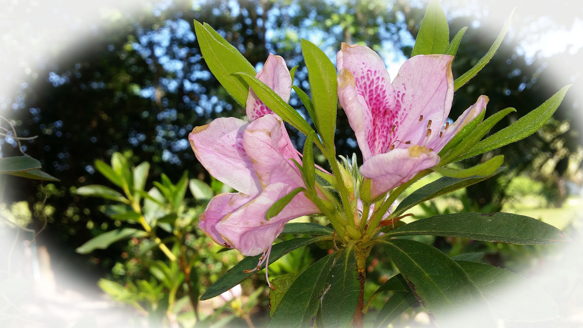 Die Blumen meiner Schwester!