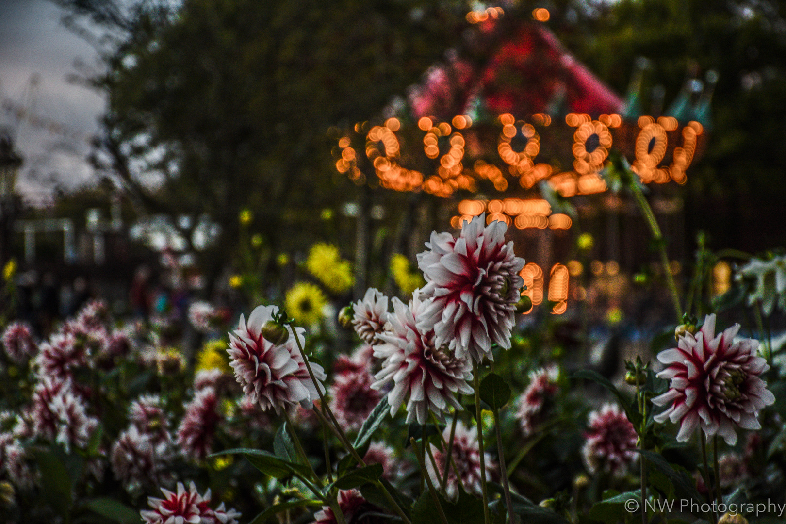 Die Blumen mit dem Karussell