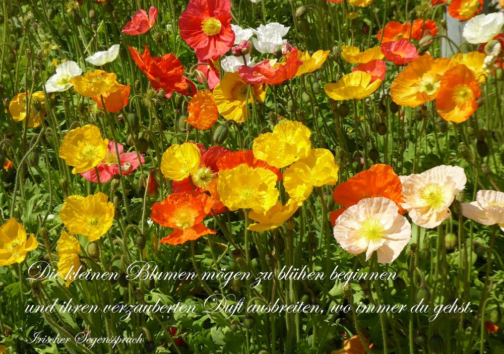 Die Blumen mögen für dich blühen Foto & Bild karte, grußkarte