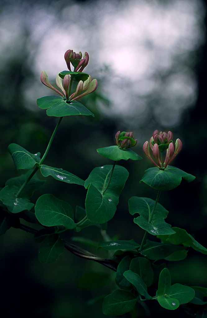 Die Blumen sind extra hochgeklettert um näher an den Wasserwolken zu sein.