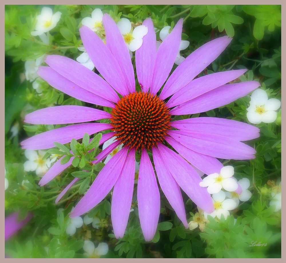 Die Blumen-Sonnen-Uhr ...