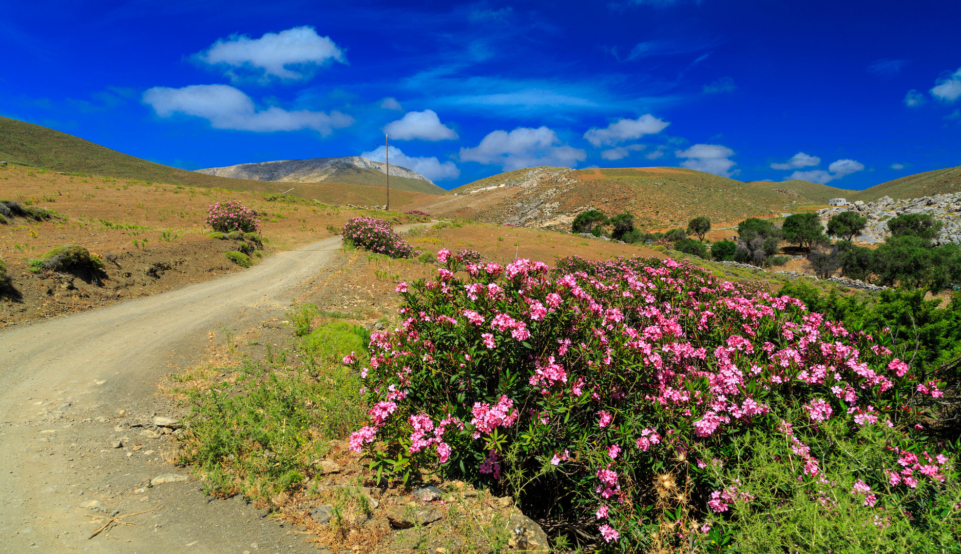 Die Blumen von Astyppalaia