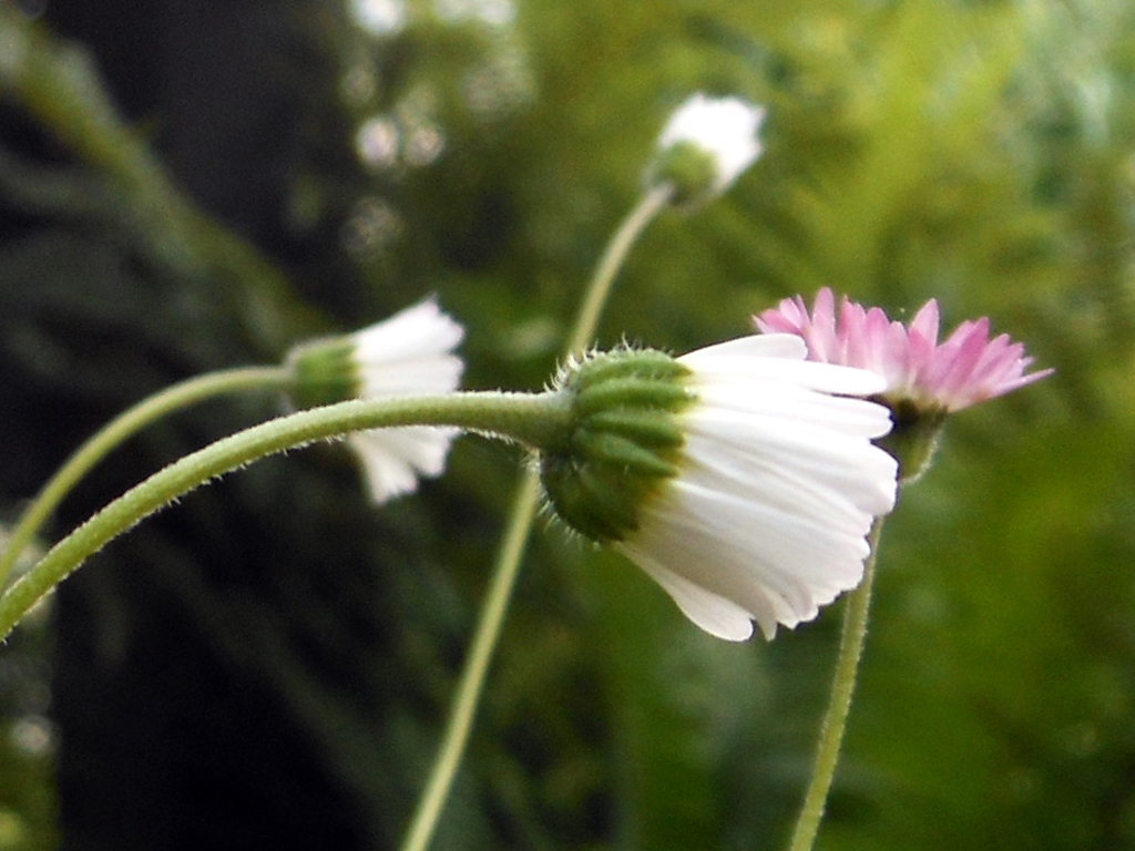 Die Blumen von gestern