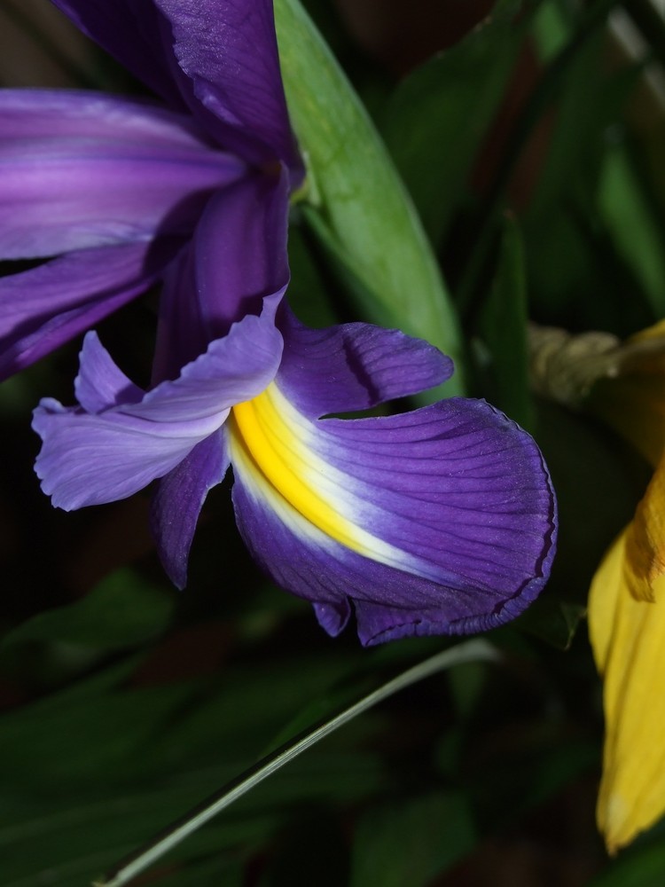 Die Blumen von Karneval