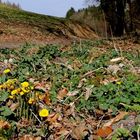 Die Blumen von unten betrachten ...