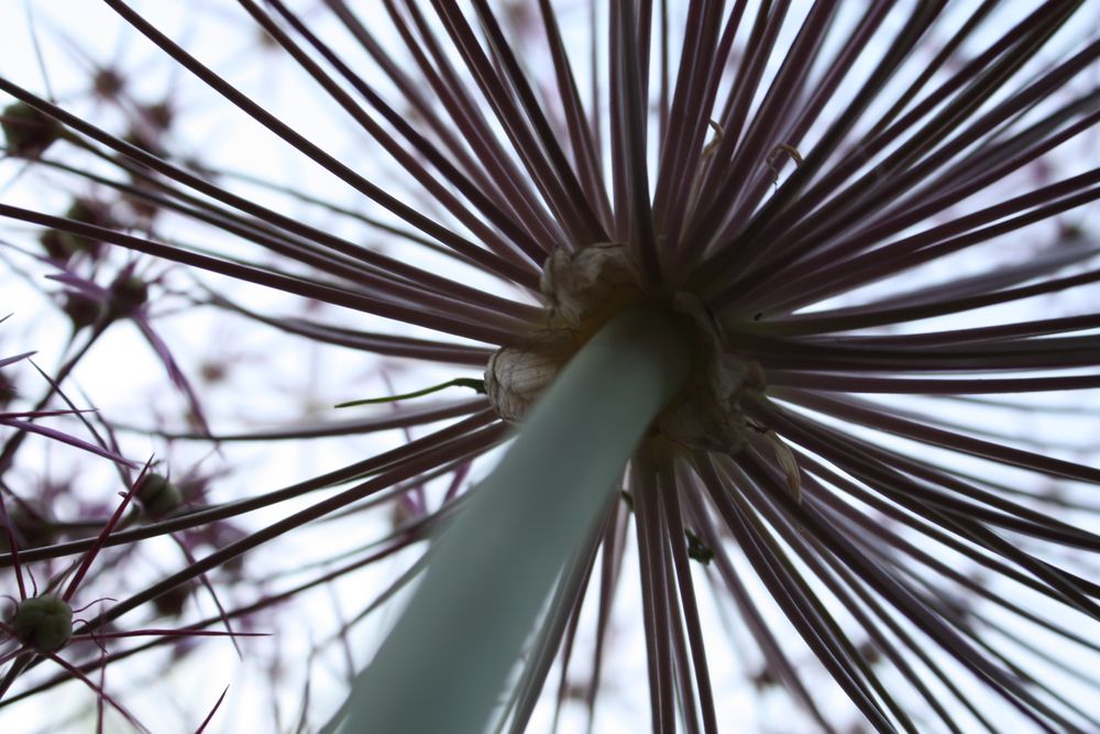 Die Blumen von unten sehen