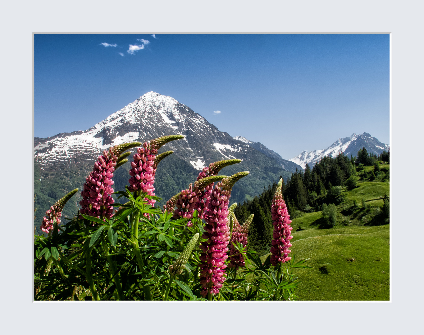 Die Blumen weisen mir den Weg zum Arnisee