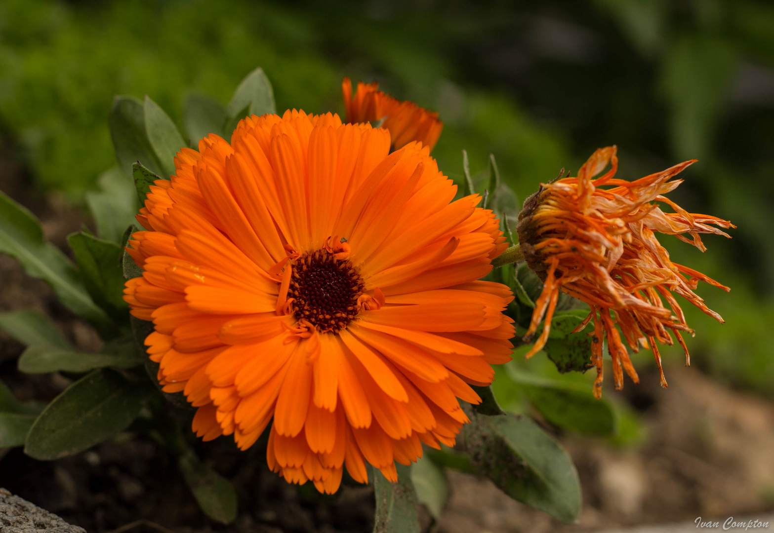 Die Blumen wie die Menschen