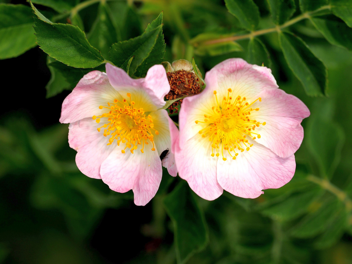 Die Blumen-Zwillinge