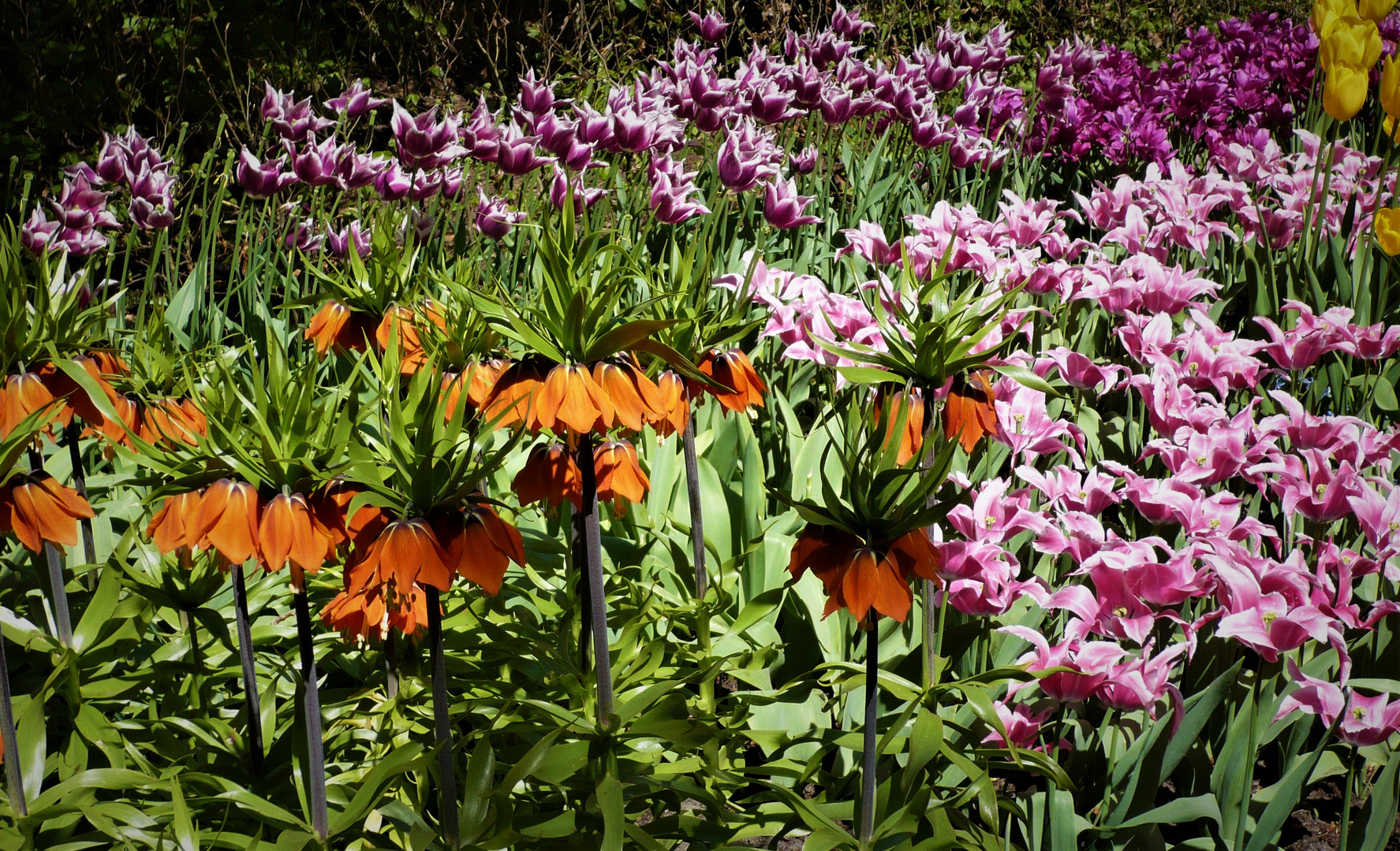 - die BLUMENBEETE im KEUKENHOF (2)  .. 