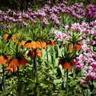 - die BLUMENBEETE im KEUKENHOF (2)  .. 