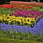 - die BLUMENBEETE im KEUKENHOF .. (4)