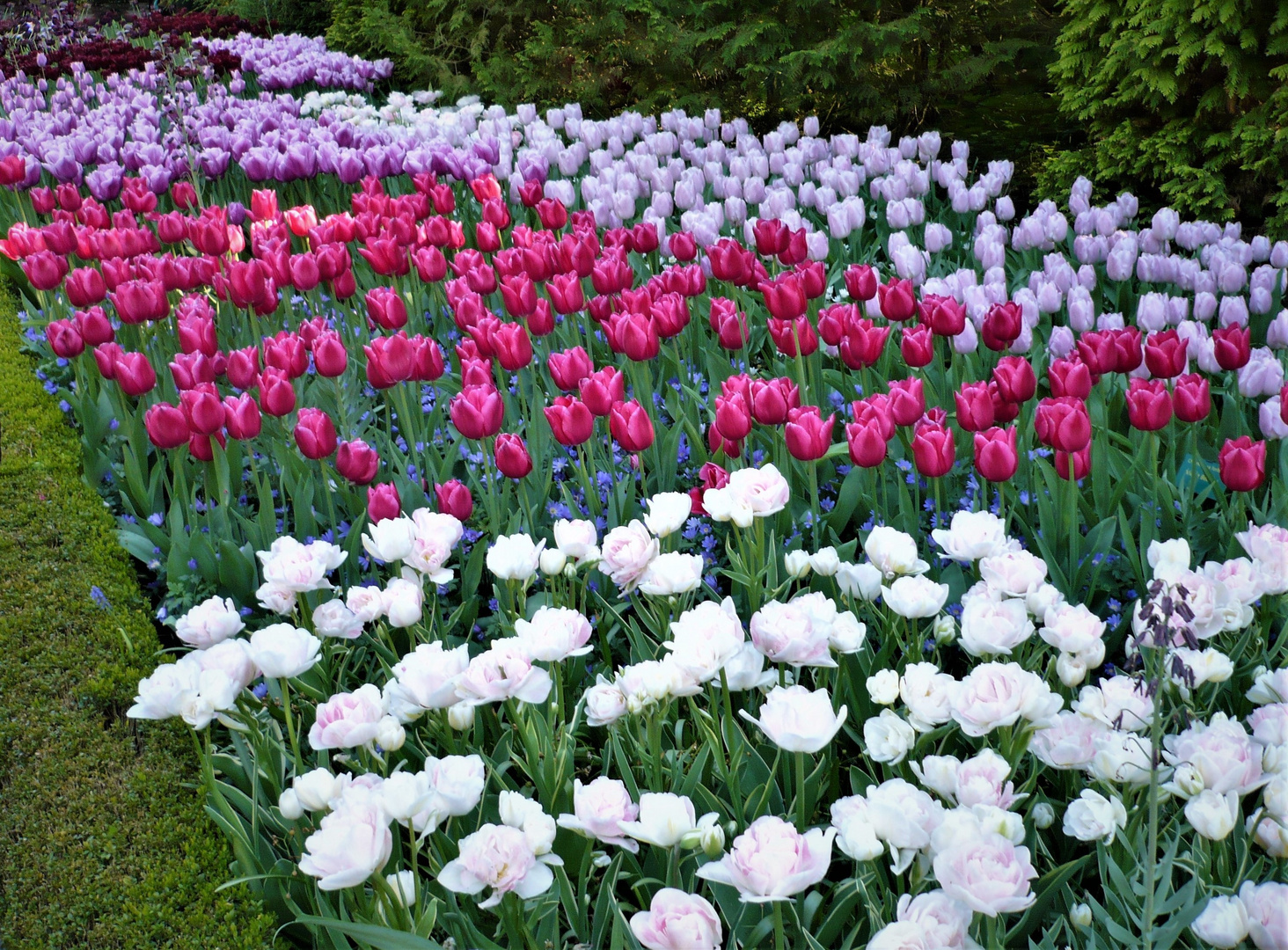 - die BLUMENBEETE im KEUKENHOF .. (5)