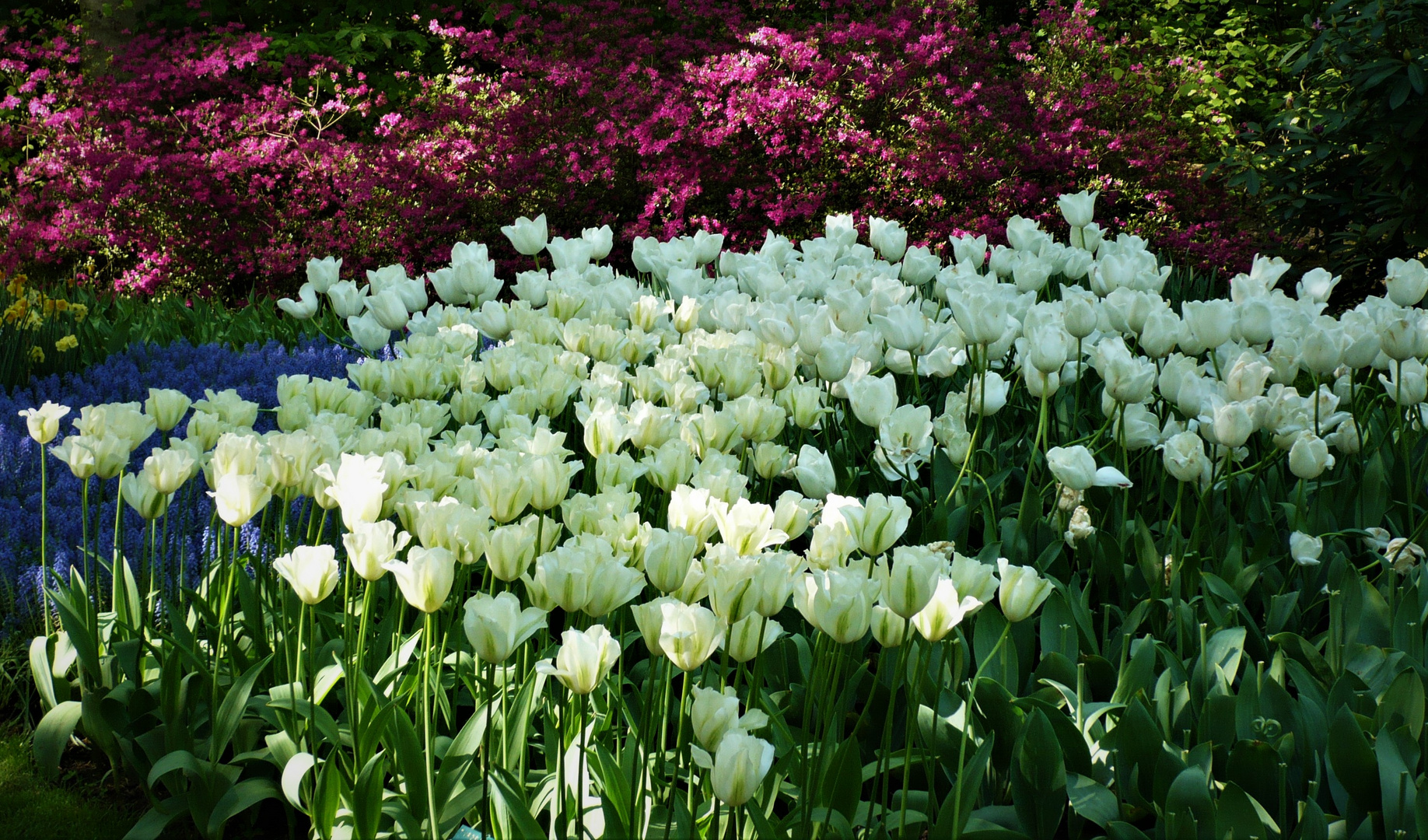 .. die BLUMENBEETE im KEUKENHOF (7) ..