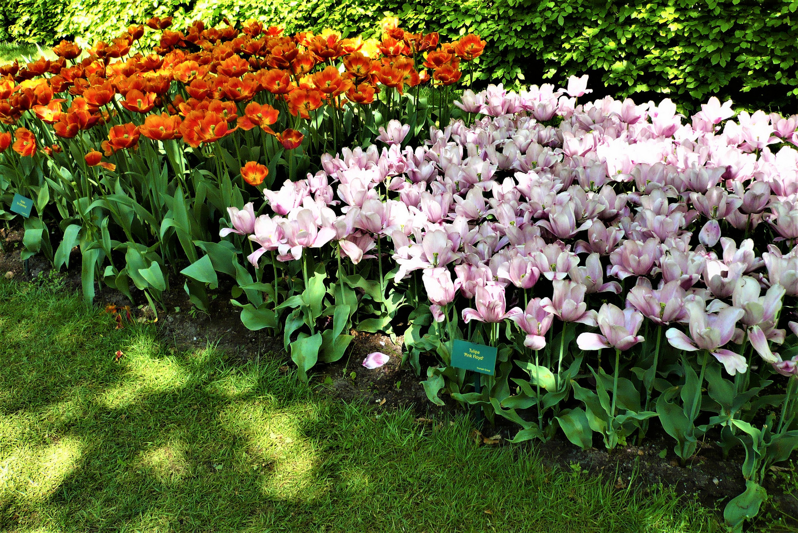 ..  die  BLUMENBEETE  im  KEUKENHOF  (9)  ..