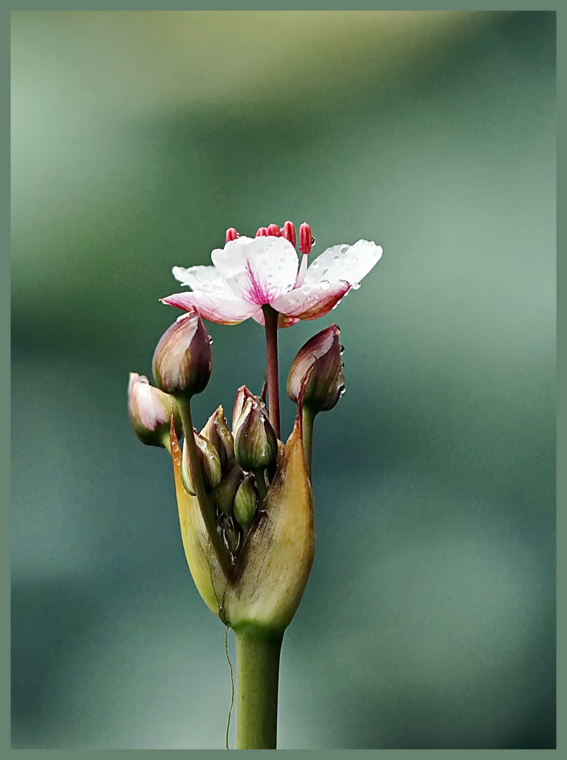 Die Blumenbinse