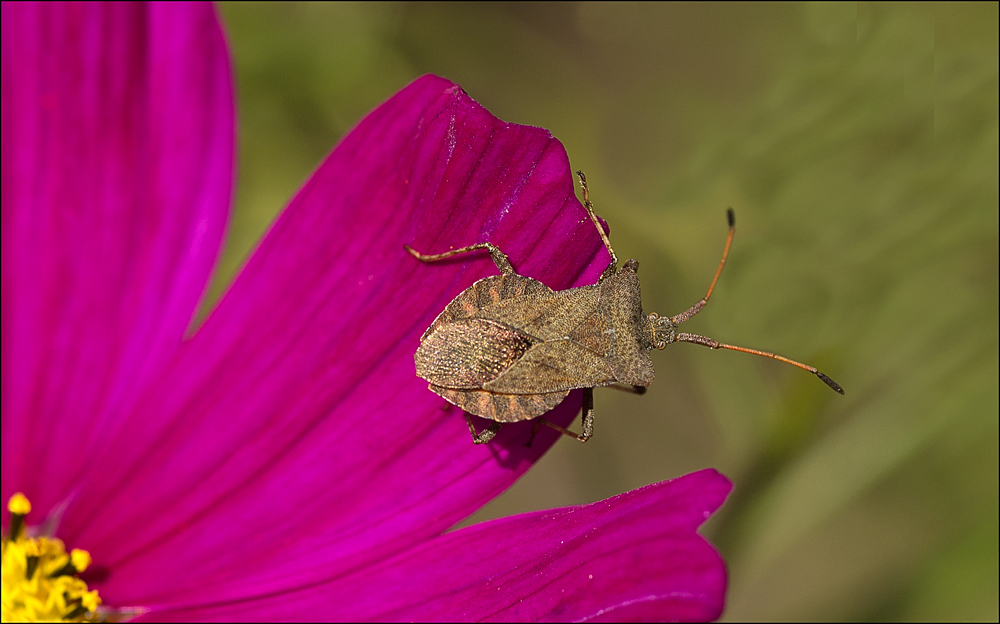 Die Blumenfreundin