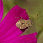 Die Blumenfreundin