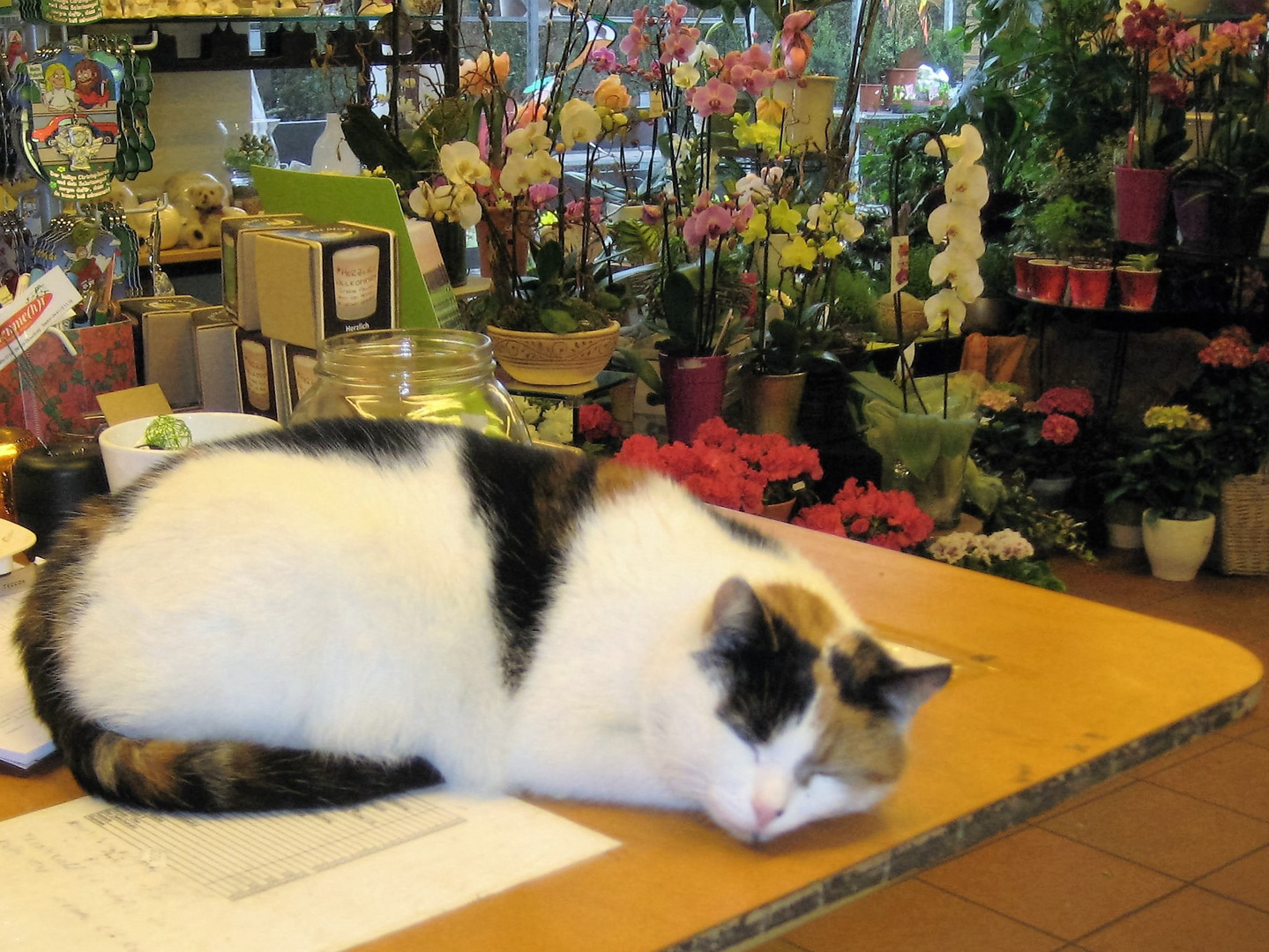 Die Blumenladenkatze... auf dem Tresen hat sie alles und alle im Griff :-)