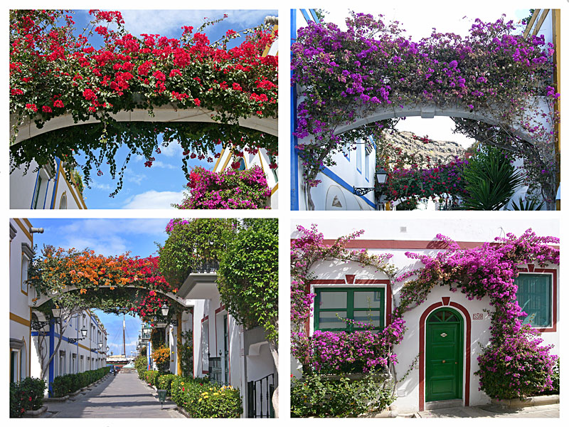 Die Blumenpracht am Hafen