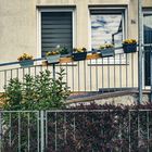 Die Blumenrutsche