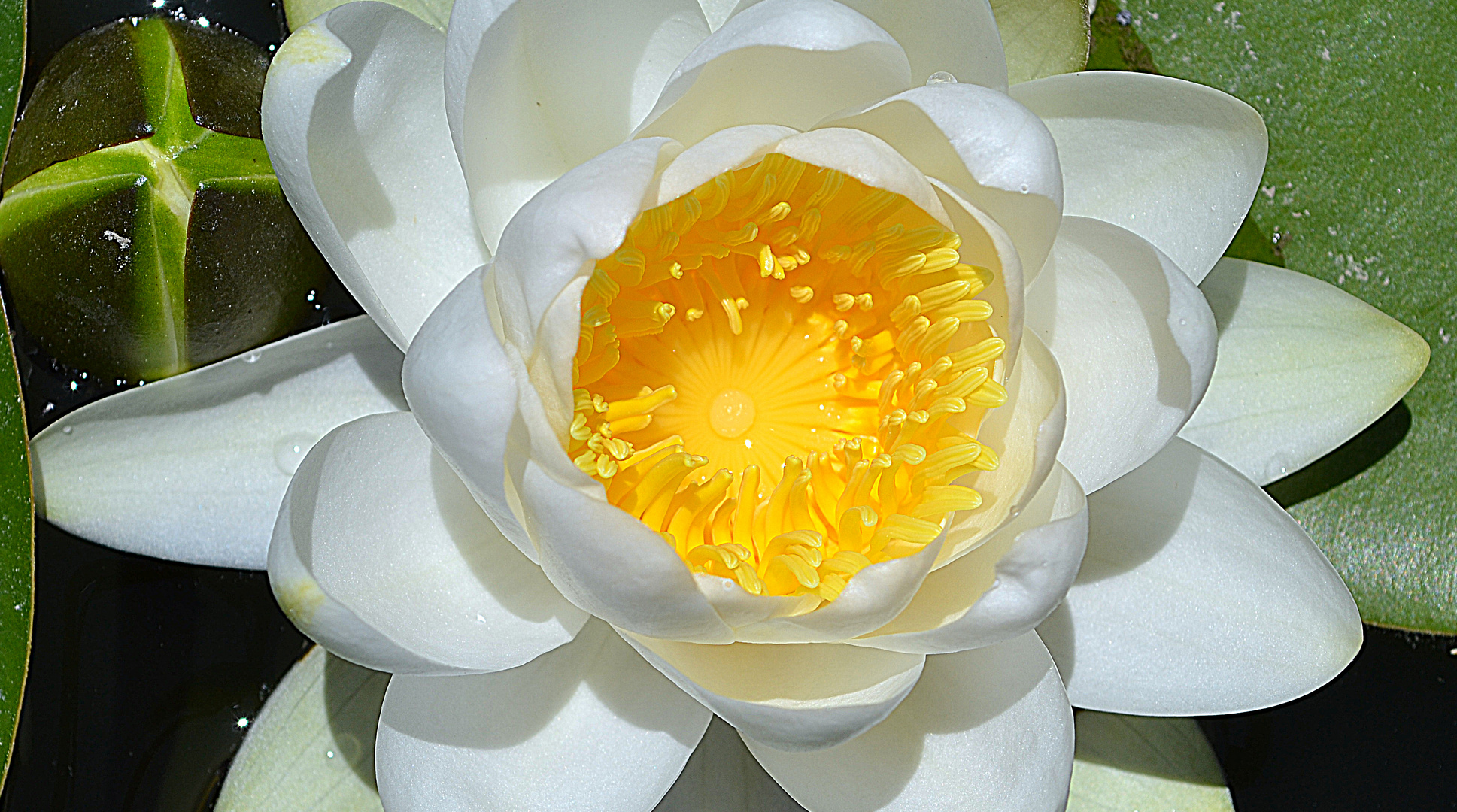 Die Blumensonne oder die reflektierte Sonne in Blumen