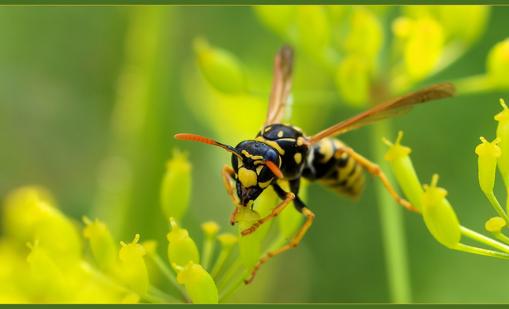 Die Blumenwespe....einen schönen Sonntag wünsche ich ;)