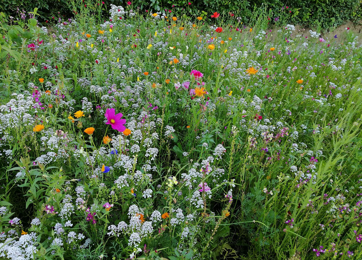 Die Blumenwiese