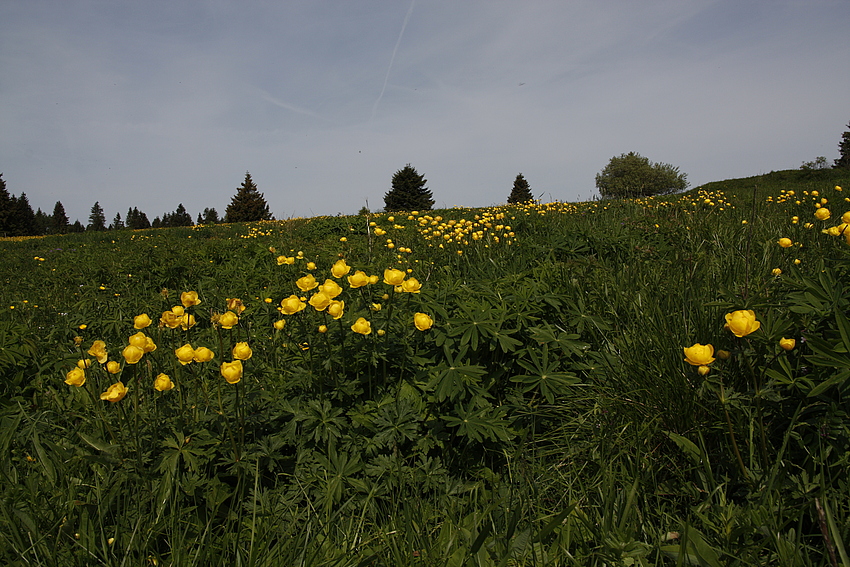 Die Blumenwiese...