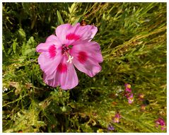 Die Blumenwiese des Nachbarn