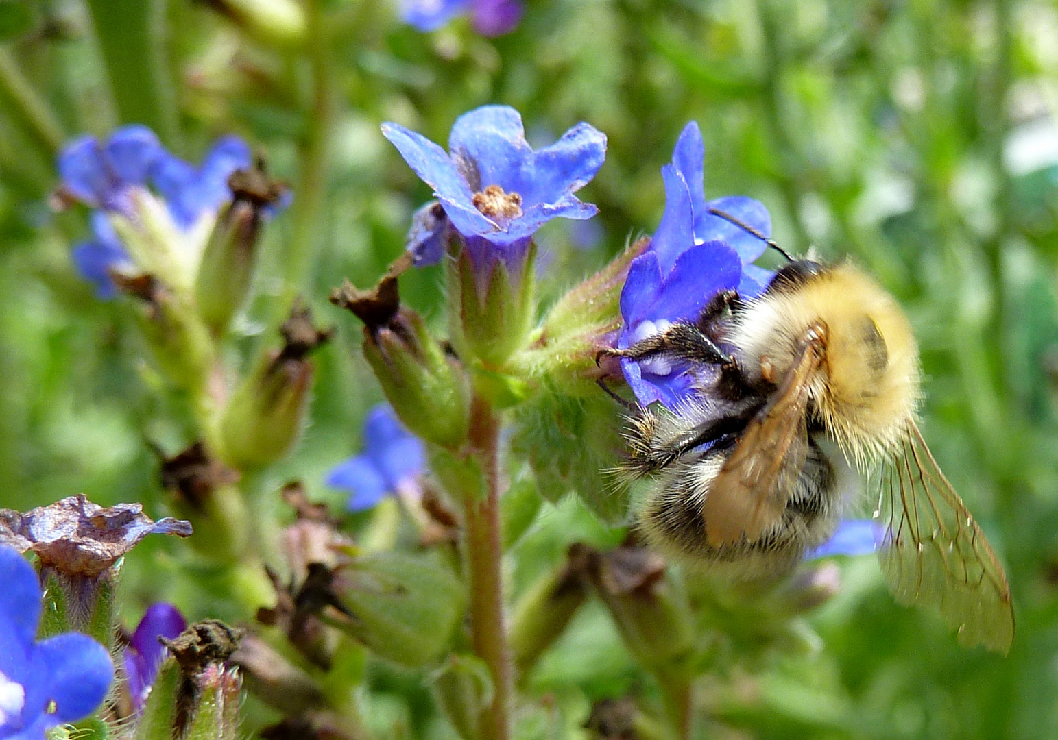 Die Blumenwiese