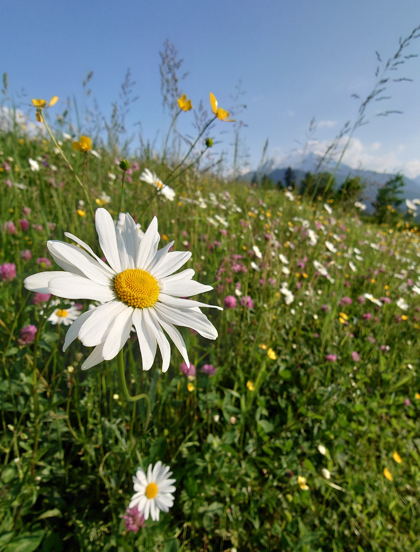 Die Blumenwiese vor dem Watzmann