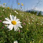 Die Blumenwiese vor dem Watzmann