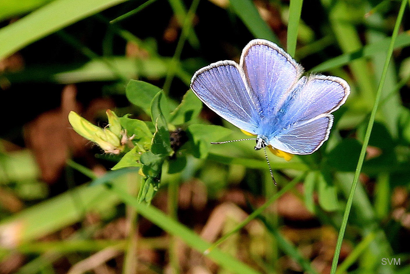 Die Blumenwiesen im Cesky raj sind ein wahres Paradies für Schmetterlinge,